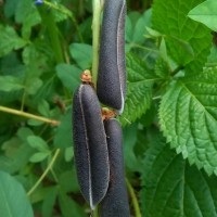 Crotalaria trichotoma Bojer